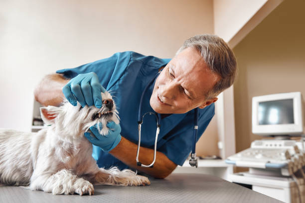 Best Weekend Emergency Dentist in Albion, NE